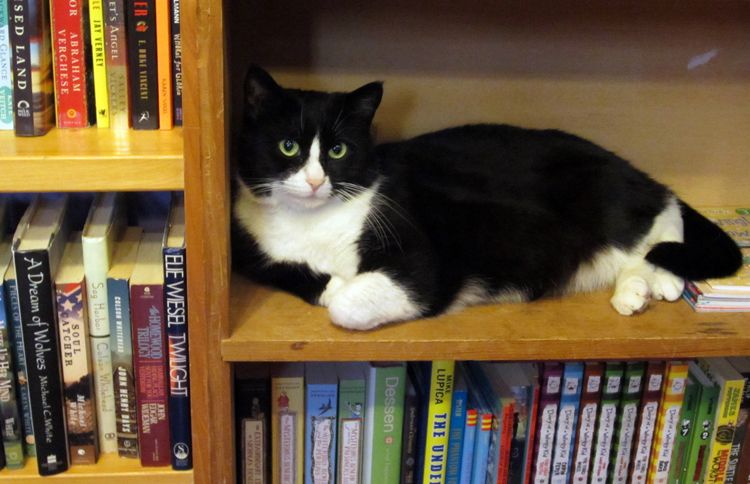 Bookstore Cat Boswell lives in Shelburne Falls, Massachusetts, and inspired the name of the store his owners operate, Boswell's Books.