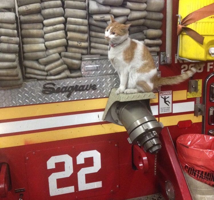 At a firehouse on the Upper East Side of Manhattan, an orange-and-white cat named Carlow takes his job as firehouse cat very seriously.