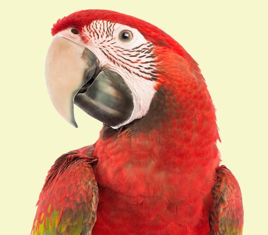 Guideposts: Red parrot