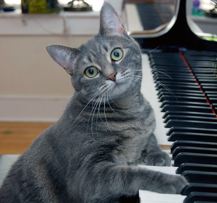 Nora the Piano Cat plays the piano
