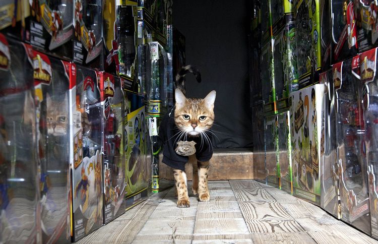 Japanese toy company Bandai hired a dainty Bengal cat named Millie to guard its most precious toys at its Southampton warehouse in England in 2012.