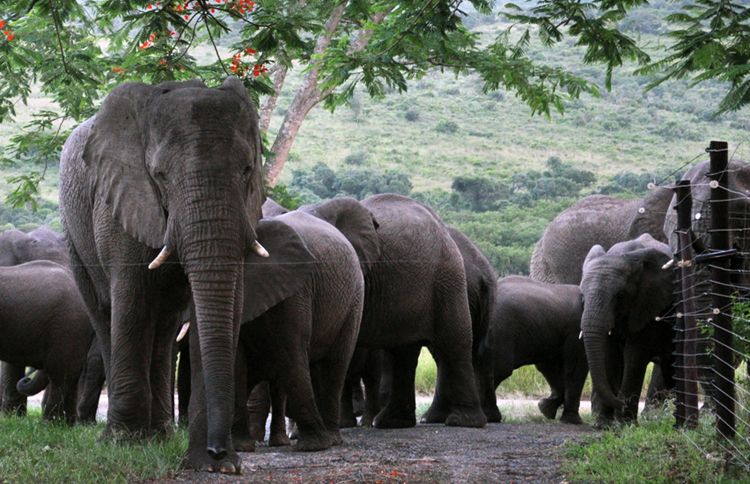 Guideposts: Lawrence Anthony was a wildlife conservationist from South Africa, who adopted and rehabilitated a herd of wild elephants on his game reserve, Thula Thula, in 1999.