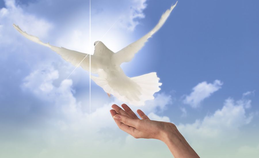 A hand releases a dove representing how to forgive when a loved one leaves, The Power of Forgivenss