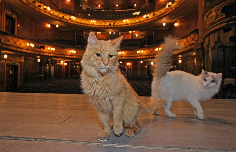 Back in the fall of 2009, a longhaired orange cat by the name of Jasper had his theatrical debut at the ripe old age of fourteen when Breakfast at Tiffany's played at the Theatre Royal Haymarket in London.