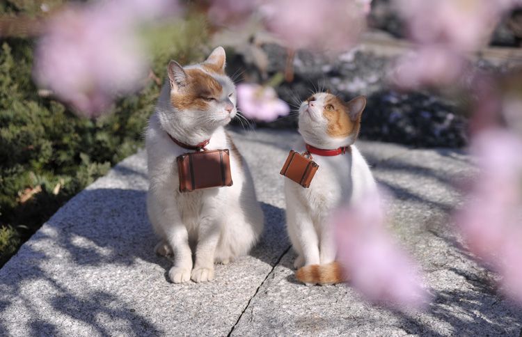 Seasoned traveler Nyalan and his younger apprentice, Deshi, travel carrying tiny suitcases around their neck, working for Japanese travel company Jalan.