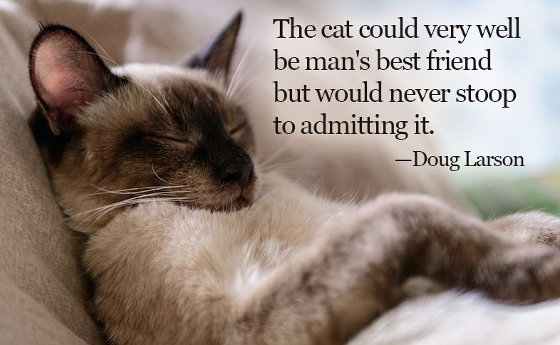 The cat could very well  be man's best friend but would never stoop to admitting it. ―Doug Larson