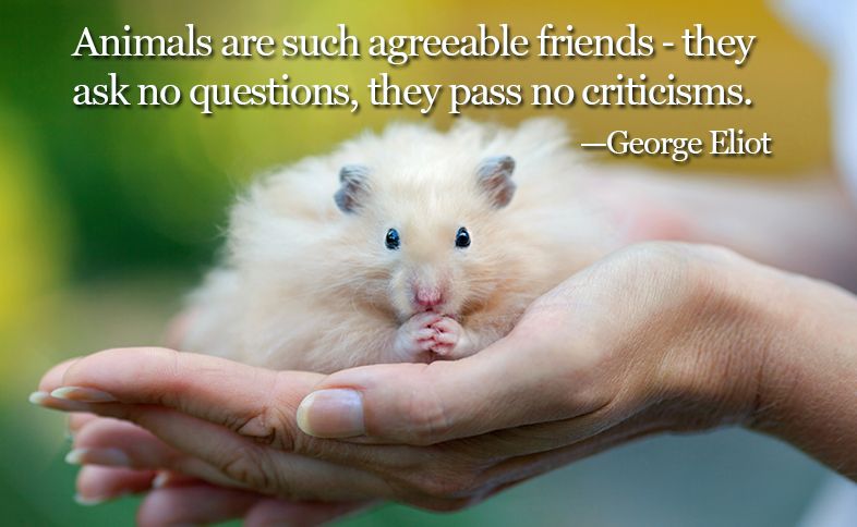 Animals are such agreeable friends ― they ask no questions, they pass no criticisms. ―George Eliot
