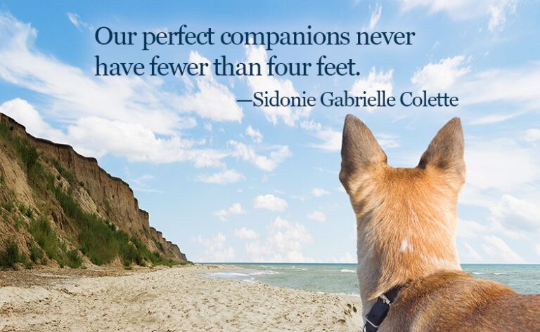 Our perfect companions never have fewer than four feet.―Sidonie Gabrielle Colette