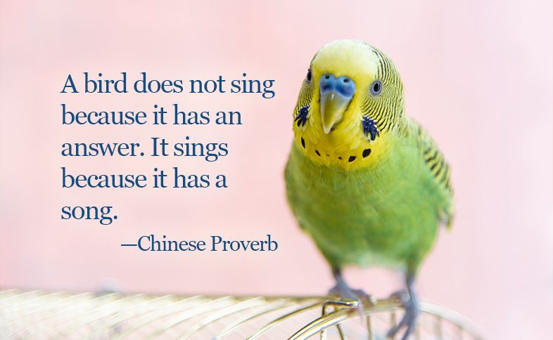 A bird does not sing because it has an answer. It sings because it has a song. ―Chinese Proverb