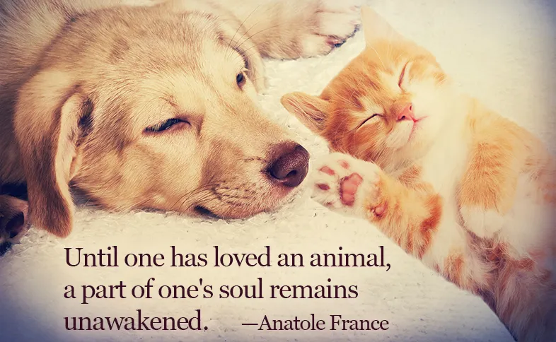 Until one has loved an animal, a part of one's soul remains unawakened. ―Anatole France