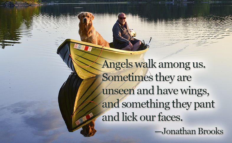 Angels walk among us. Sometimes they are unseen and have wings, and something they pant and lick our faces.  ―Jonathan Brooks