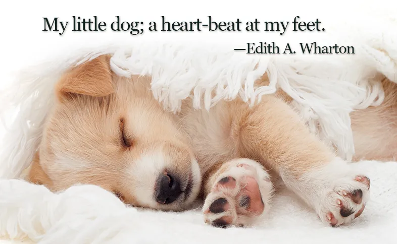 My little dog; a heart-beat at my feet. ―Edith A. Wharton