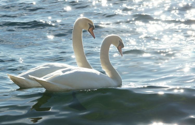 Pair of swans symbol for Lent