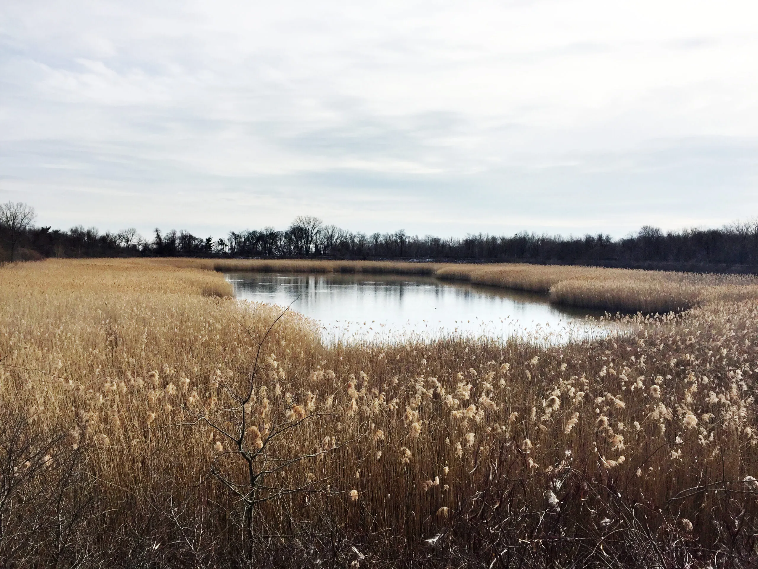 A peaceful landscape in New York City's Highland Park.