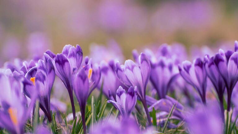 Blooming purple crocuses during spring