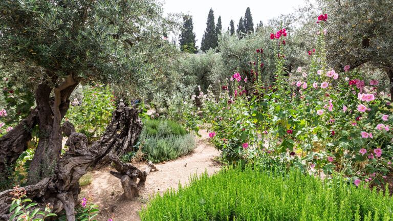 Garden of Gethsemane from the Easter story in the Bible