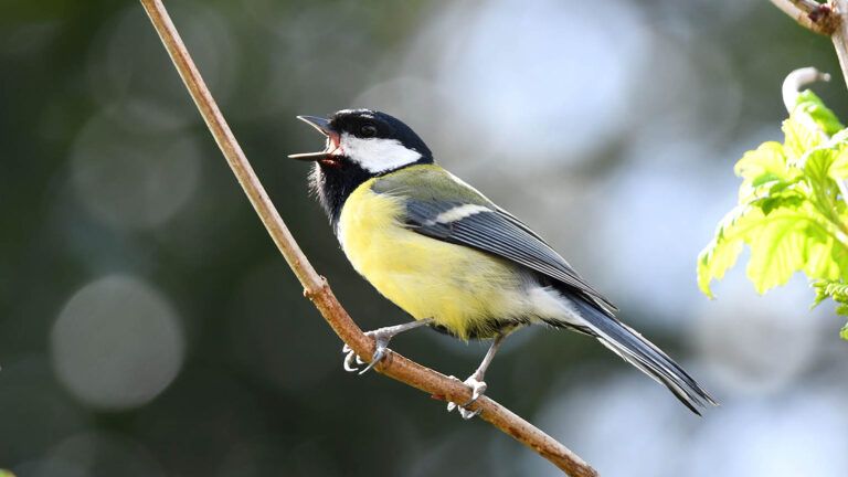 Great tit singing its birdsong during spring