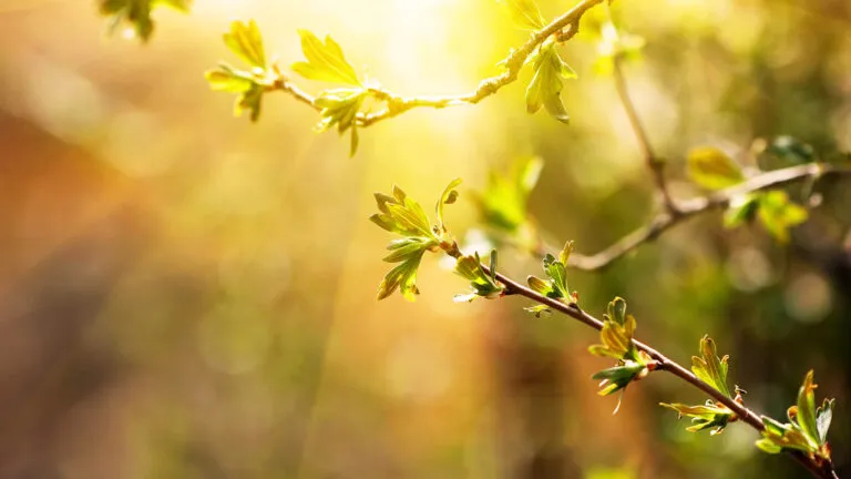 Small leaf buds on a tree are a favorite thing about spring