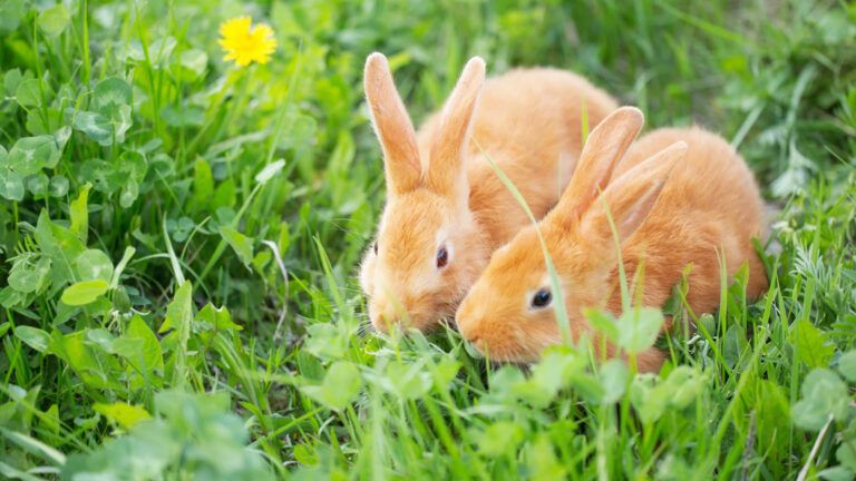 two orange rabbits outside in the grass during easter
