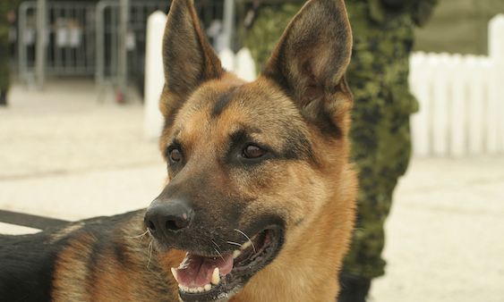 Celebrate our K9 veterans on March 13.
