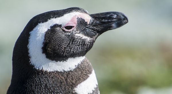 This Penguin Proves the Bond Between Animals and Humans Is Real | Guideposts