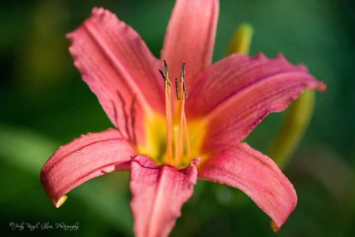 Guideposts: A lovely Day Lily captured by photographer Judy Royal Glenn