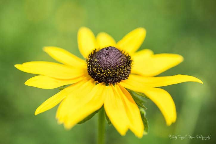 Guideposts: A bright yellow Brown-Eyed Susan captured by photographer Judy Royal Glenn