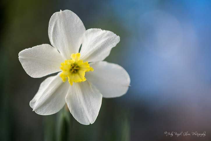 Guideposts: A white Narcissus daffodil captured by photographer Judy Royal Glenn