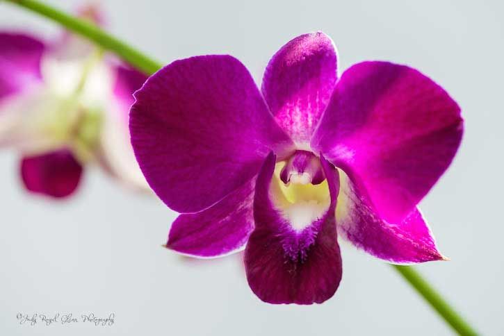 Guideposts: A beautiful pink orchid captured by photographer Judy Royal Glenn