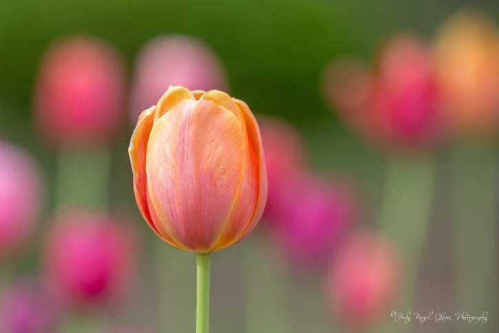 Guideposts: A pink and orange tulip captured by photographer Judy Royal Glenn