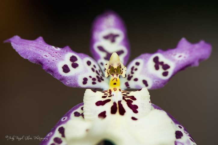 Guideposts: A purple and white orchid captured by photographer Judy Royal Glenn