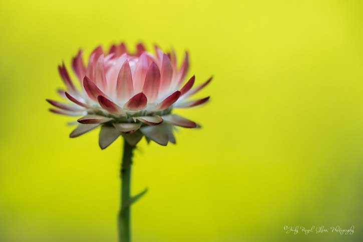 Guideposts: A lovely pink Strawflower captured by photographer Judy Royal Glenn