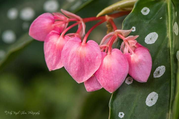Guideposts: A group of Bleeding Heart Begonias captured by photographer Judy Royal Glenn