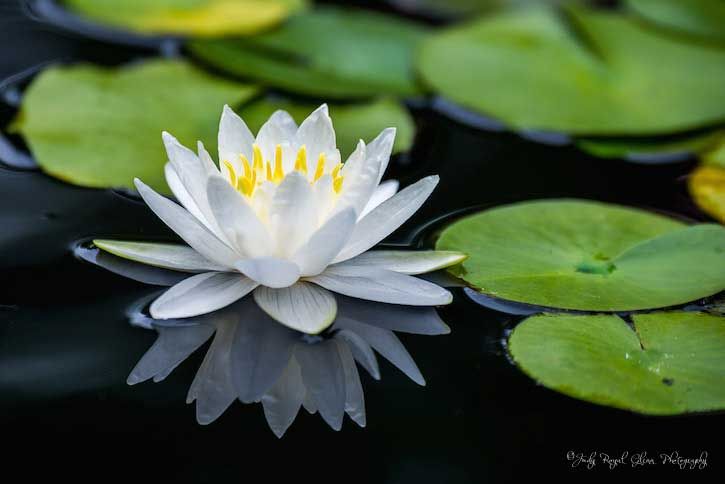 Guideposts: A Water Lily captured by photographer Judy Royal Glenn