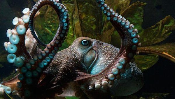 Inky, a very smart escape artist octopus from New Zealand