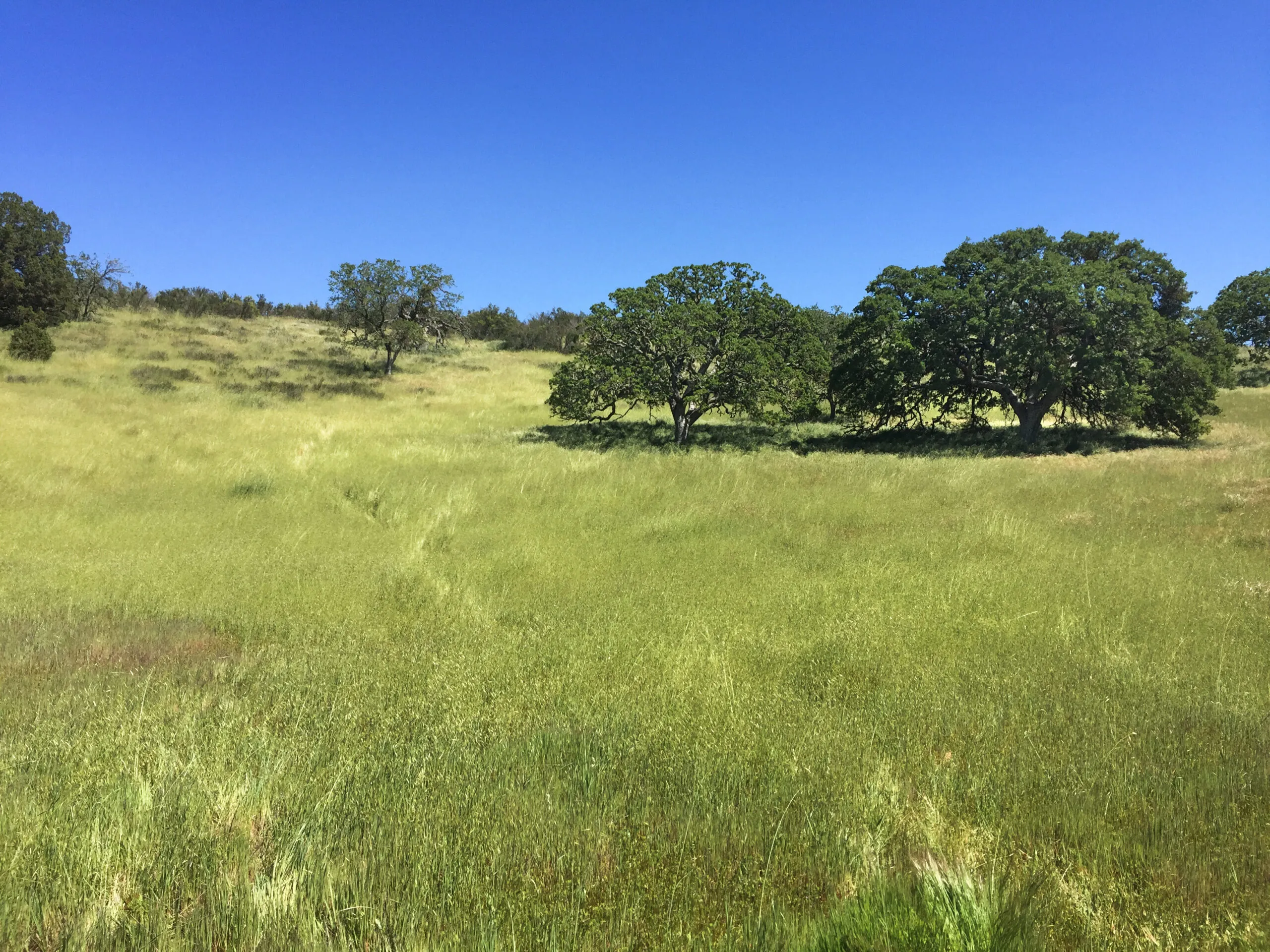 A beautiful meadow in Big Sur, California.