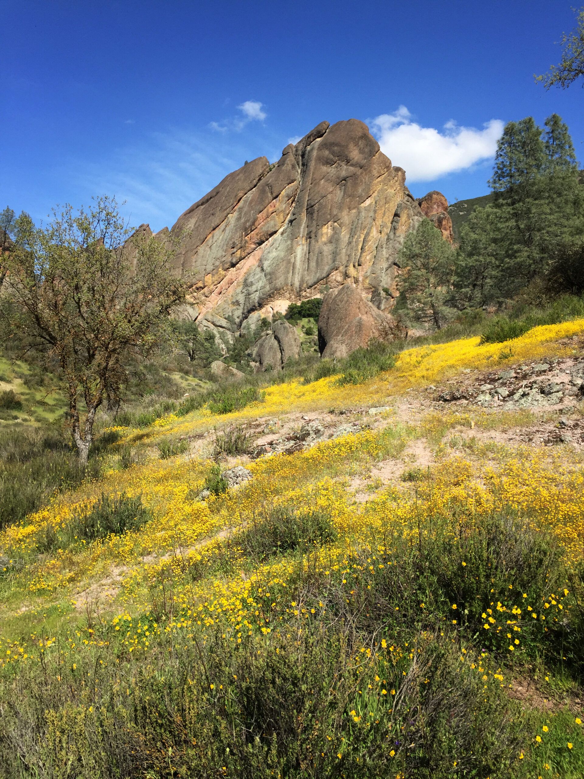 Rocks rise up in a field of yellow at Pinnacles State Park in Big Sur.