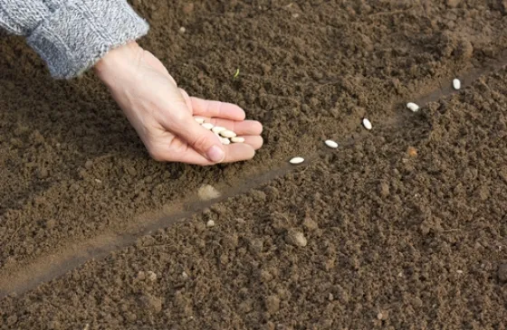 woman planting seeds in a garden