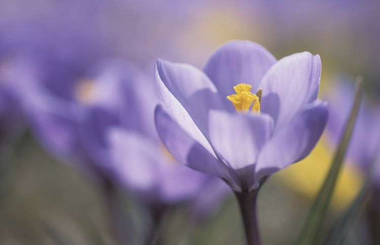 Thinkstock: A beautiful pale purple blossom