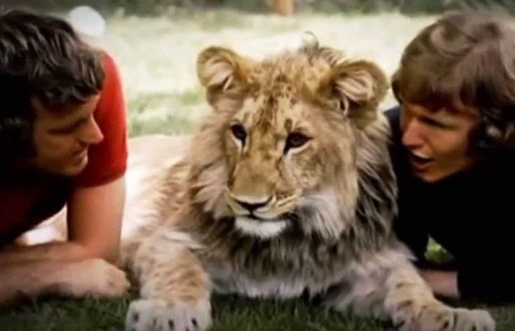 Christian the Lion: Proof animals know love