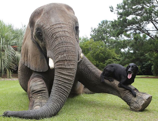 Bubbles the Elephant and Bella the Labrador