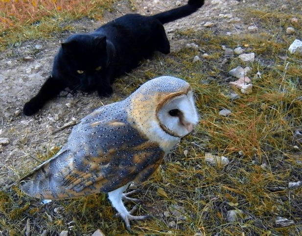 Fum the Cat and Gebra the Barn Owl