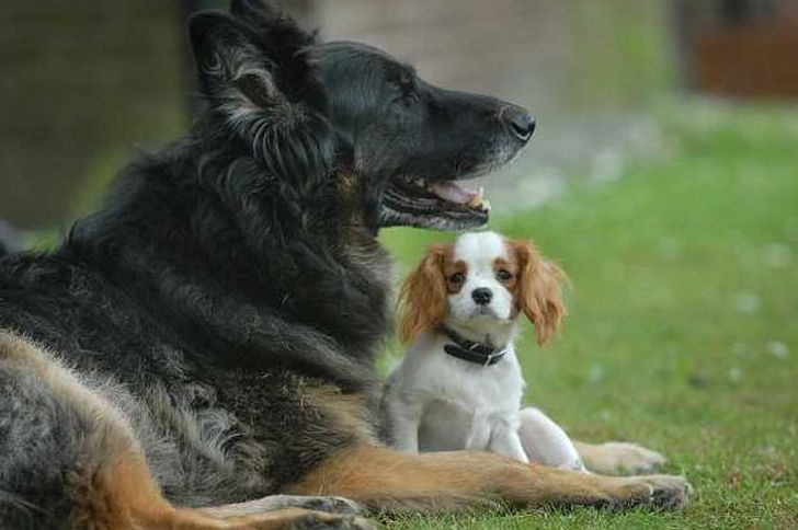 Leo the German Shepherd and Ellie, a blind King Charles Spaniel