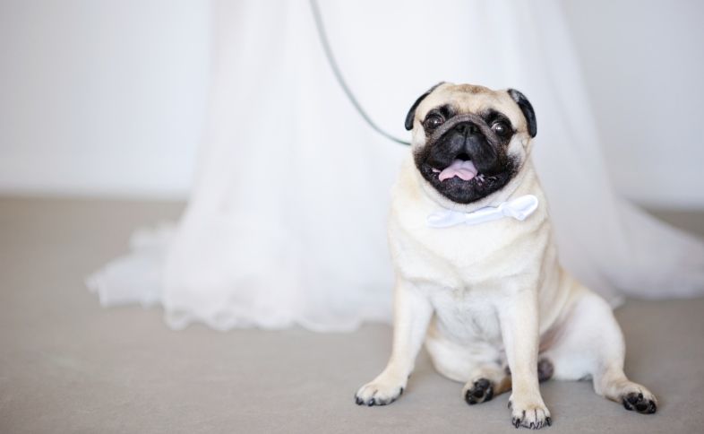 A pug dog standing next to a bride with wedding blessings