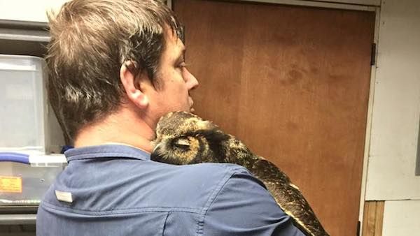 Owl thanks man who saved him at Wild at Heart Rescue in Mississippi.