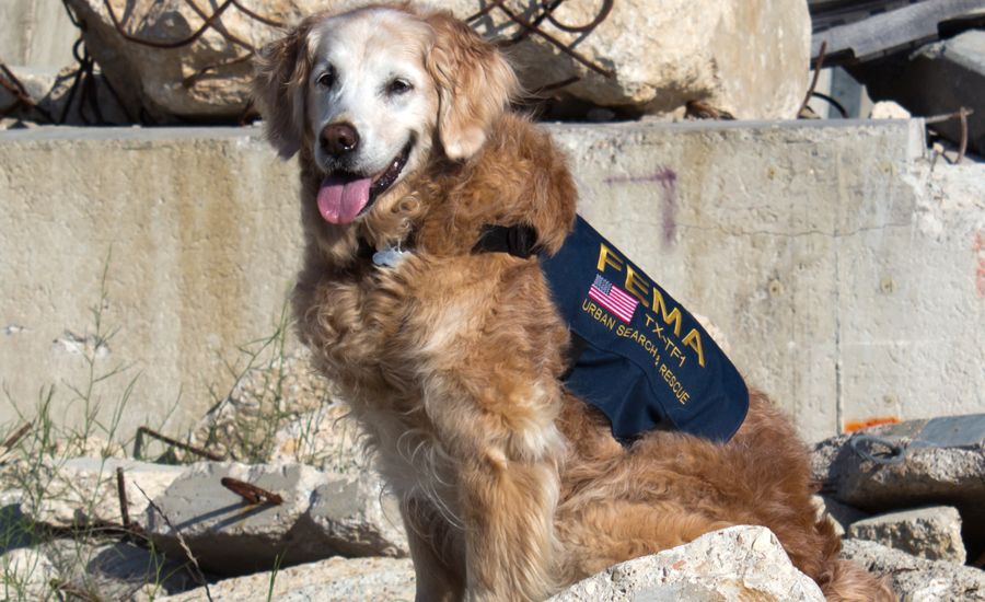 Bretagne 9/11 search and rescue dog dies