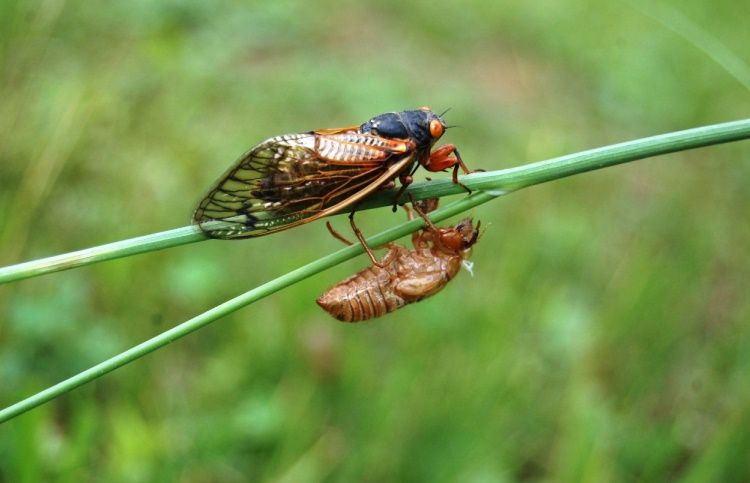 Magicicada - 17 year cicada emerging from skeleton is a lesson for change