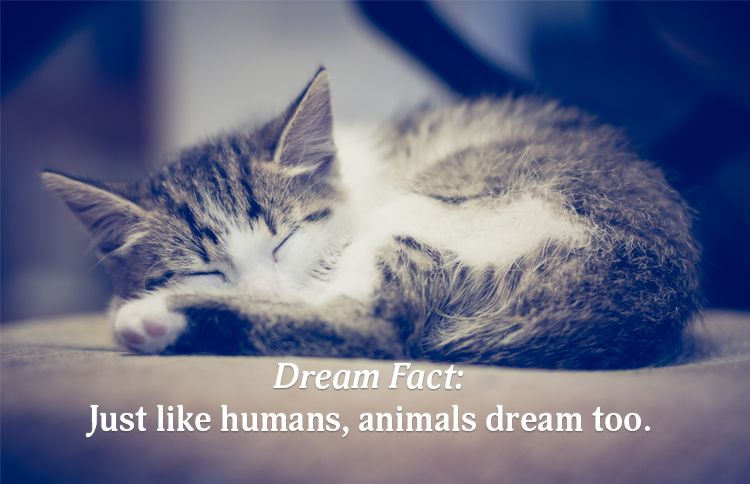 Animals dream