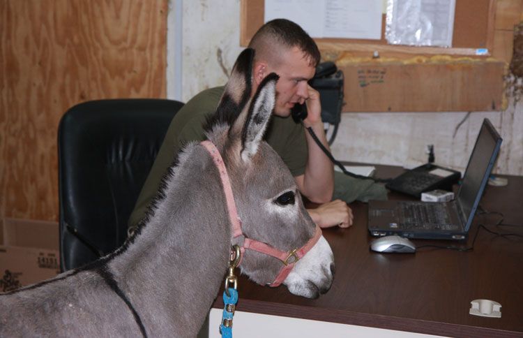 Smoke hangs out in the office with Sgt. Lonnie Forrest