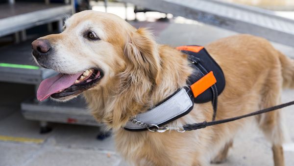 How assistance dogs help military veterans and those suffering from PTSD.